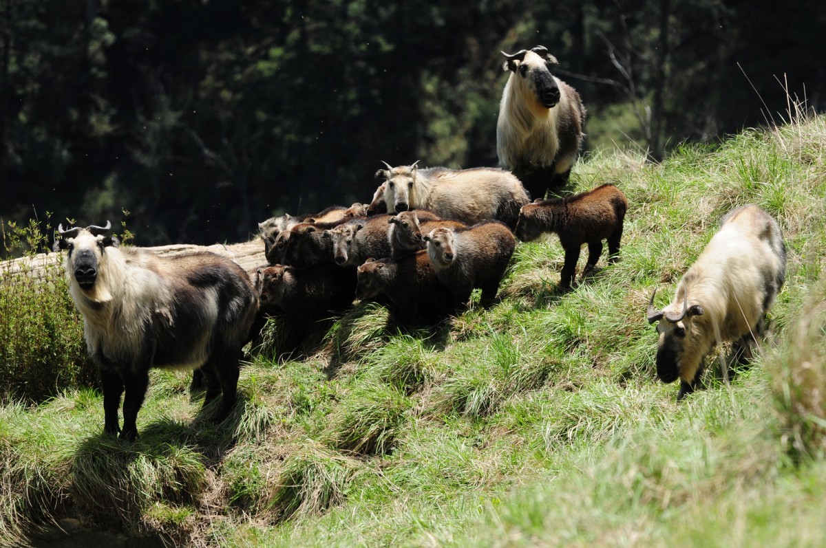 Sichuan Takin in Tangjiahe Nature Reserve