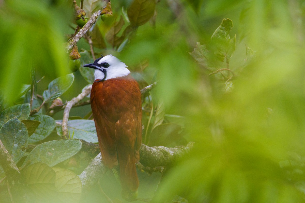 OUTDOOR ACTIVITIES AND ENVIRONMENTAL AWARNESS: THE EXAMPLE OF COSTA RICA