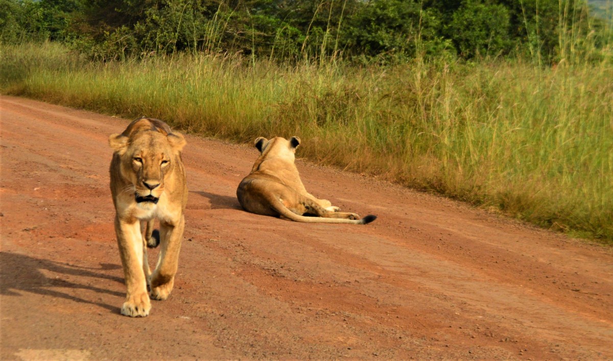 A Fantastic Wildlife & Community Experience in Nairobi