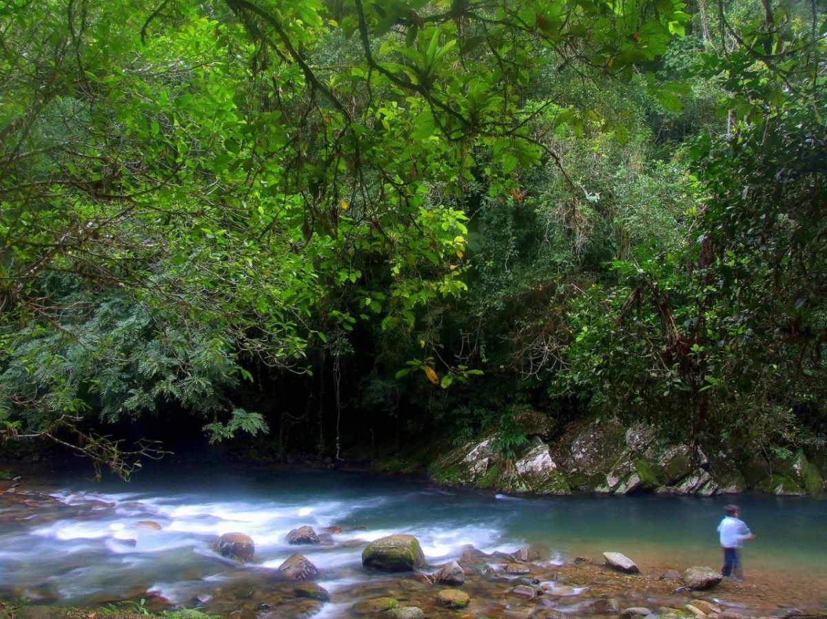 IN THE DEEP OF TROPICAL FOREST