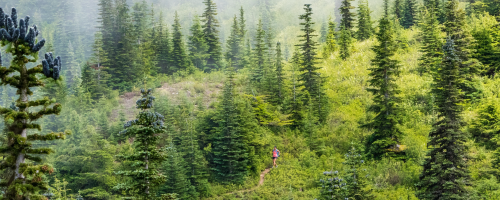 Run Wild Retreats + Wellness