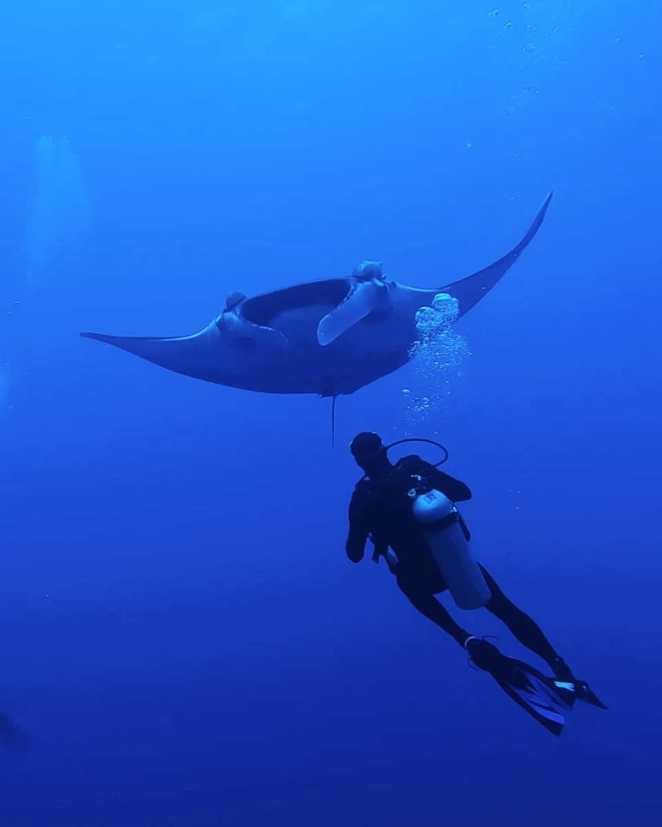 Scuba Diving with Manta Rays