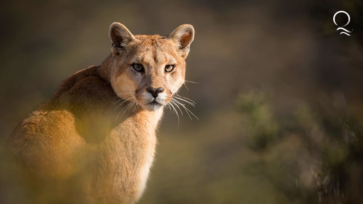 Patagonia Puma Tracking Safaris